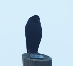 Foto Tordo Gigante