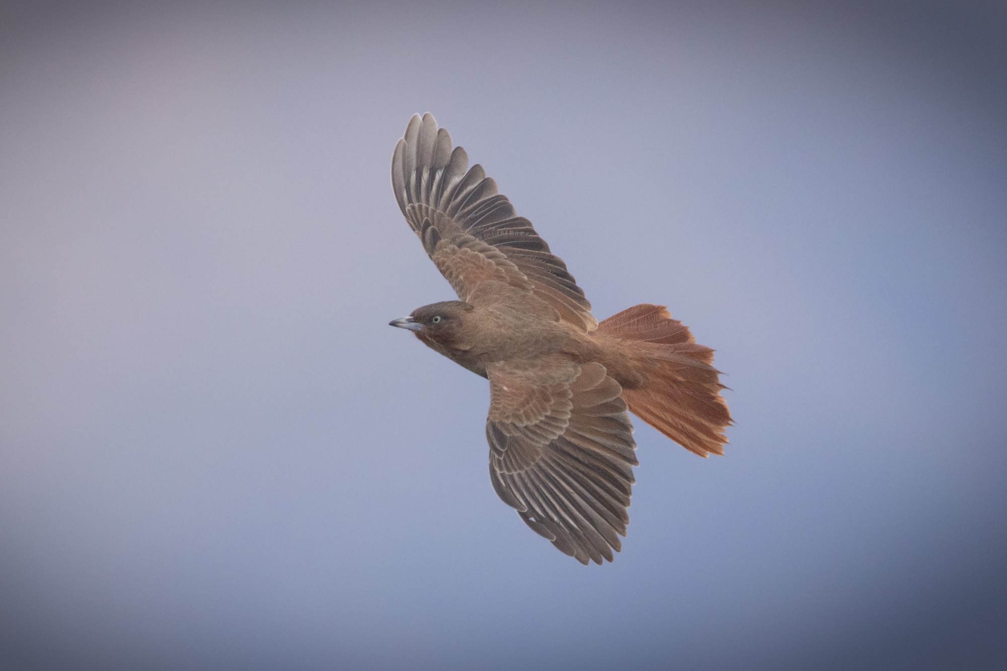 Foto Cacholote Castaño
