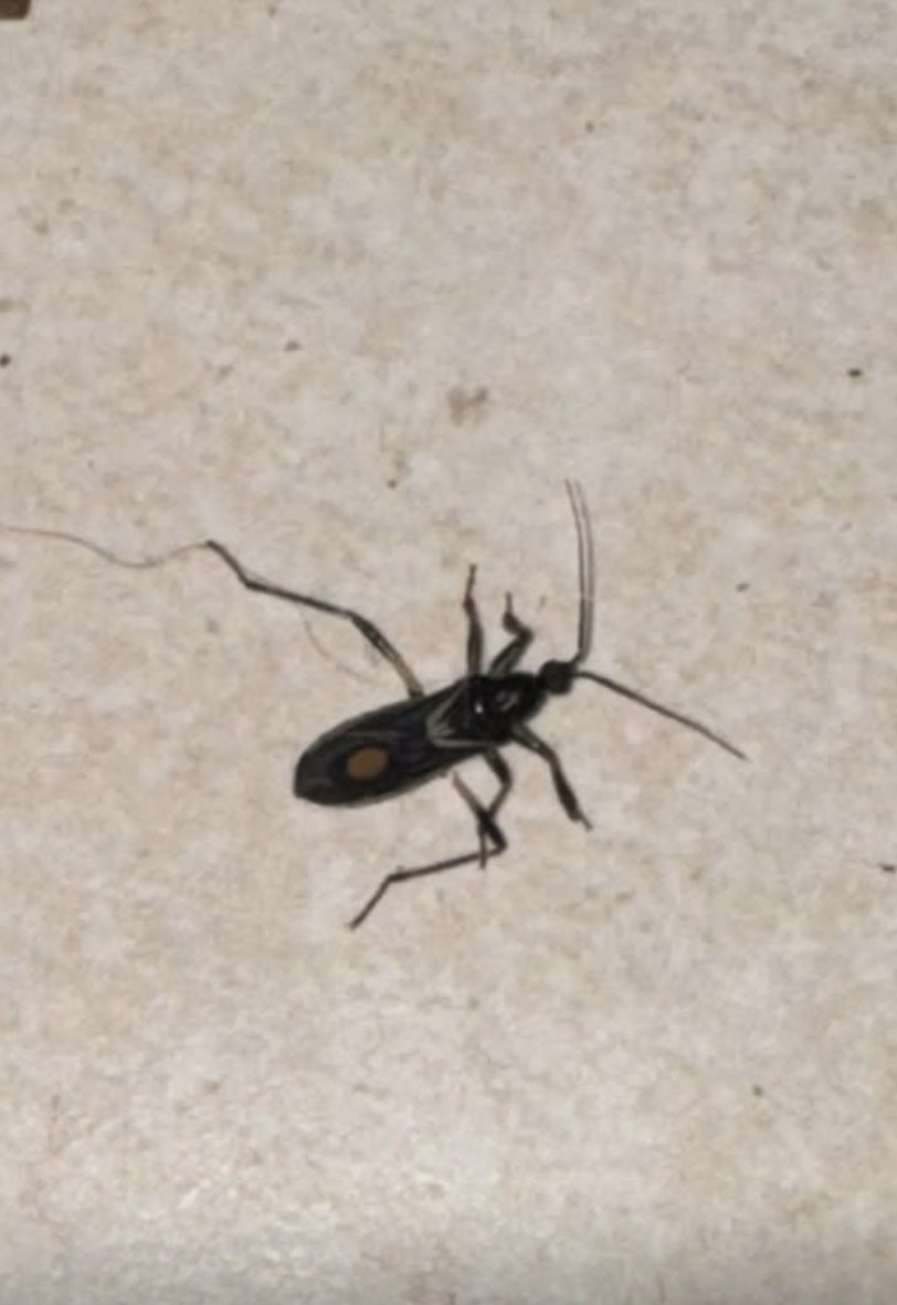 Foto Chinche Cazadora de Lunar Amarillo