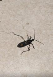 Foto Assassin Bug