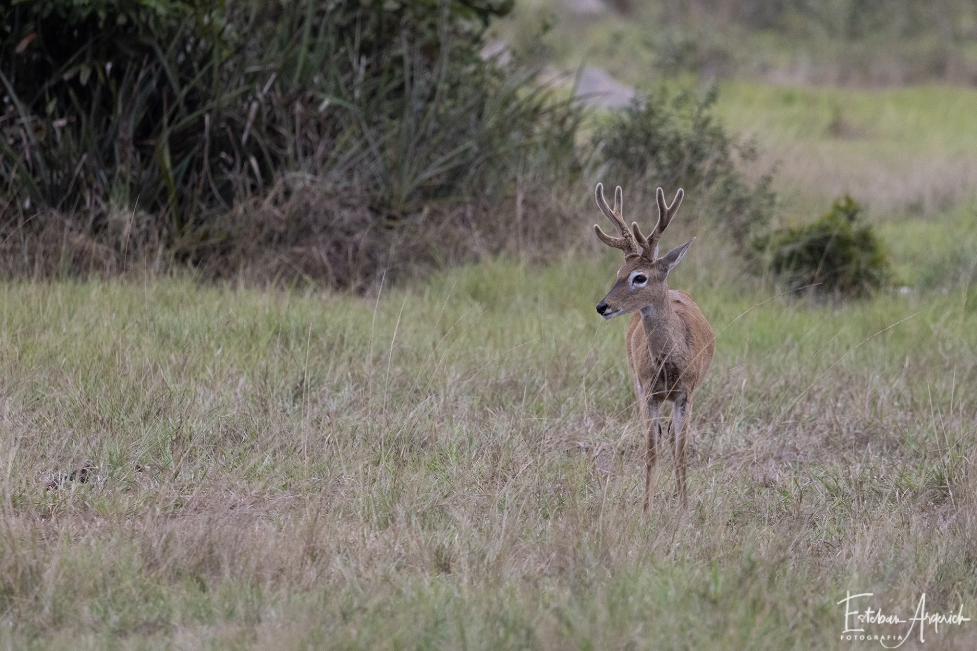 Photo Venado de las Pampas
