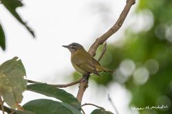 Foto Vireo Verdiamarillo