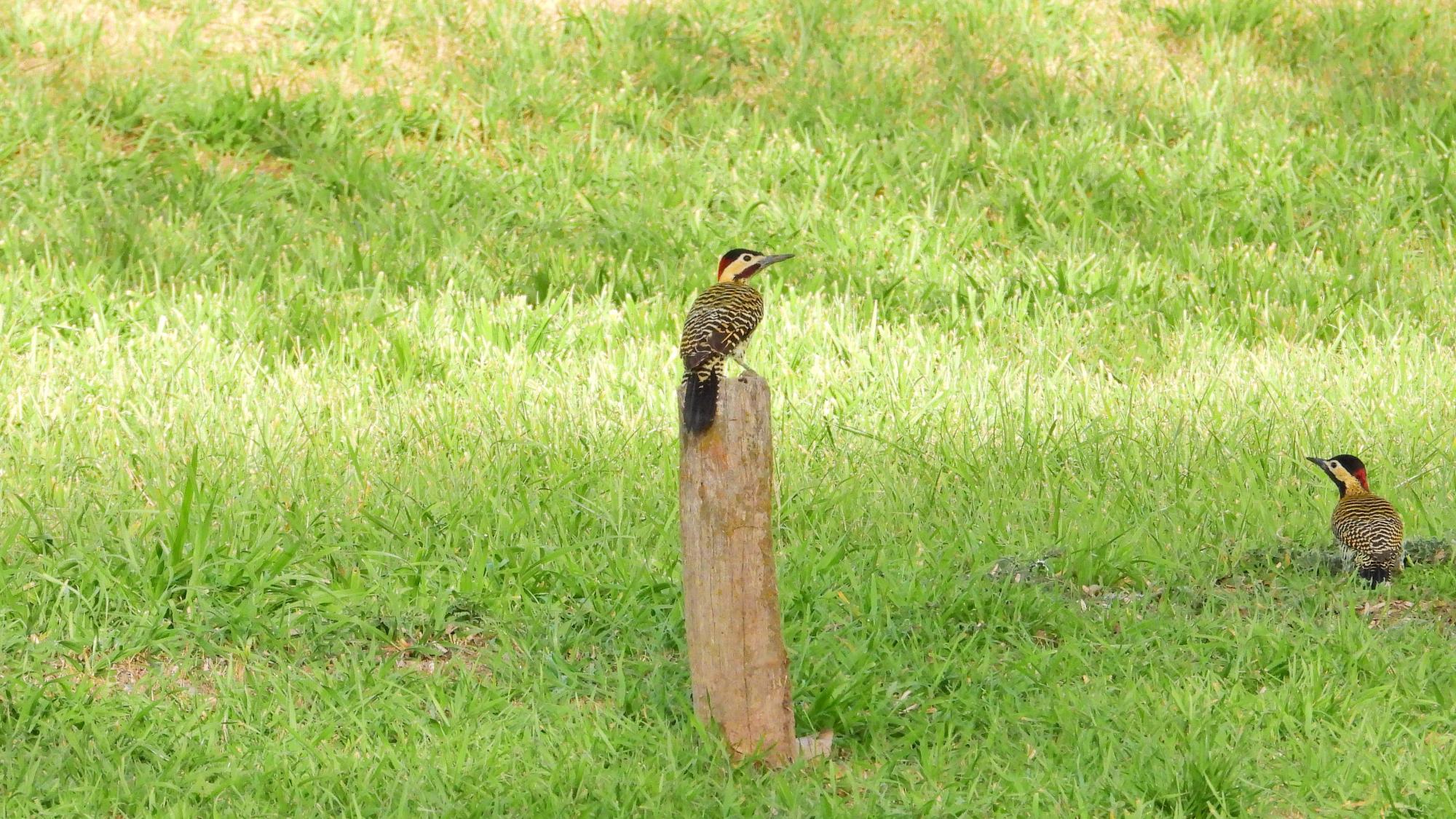Foto Carpintero Real Común