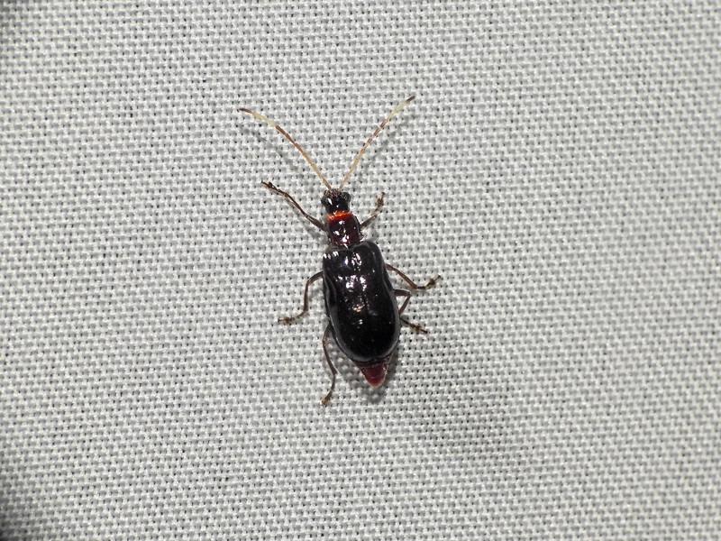 Diabrotica&nbsp;impressipennis