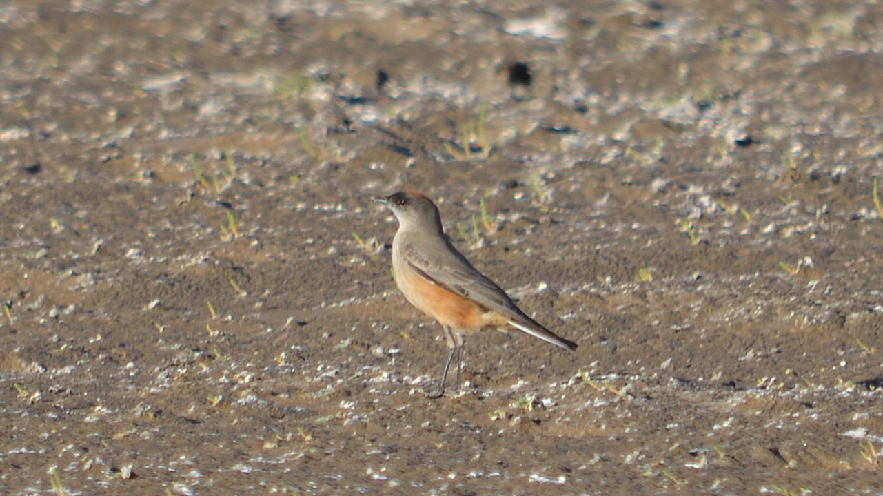 Photo Dormilona Canela