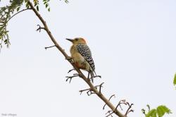Foto Carpintero Coronirrojo