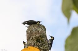 Foto Carpintero Careto