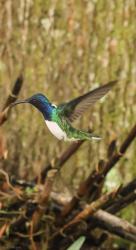 Foto Colibrí Nuca Blanca