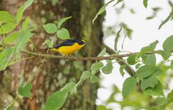Foto Euphonia Piquigruesa