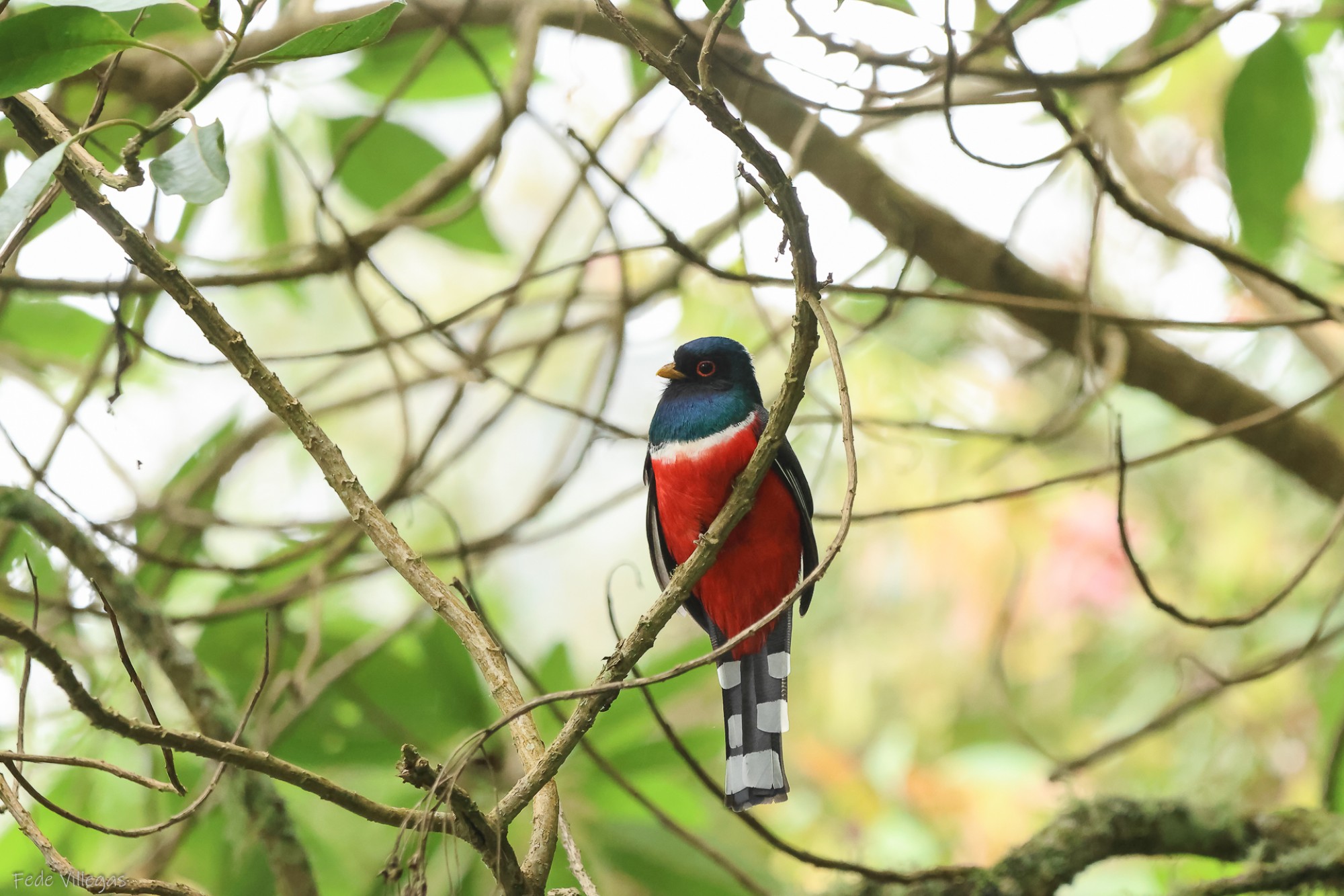 Foto Trogon Enmascarado