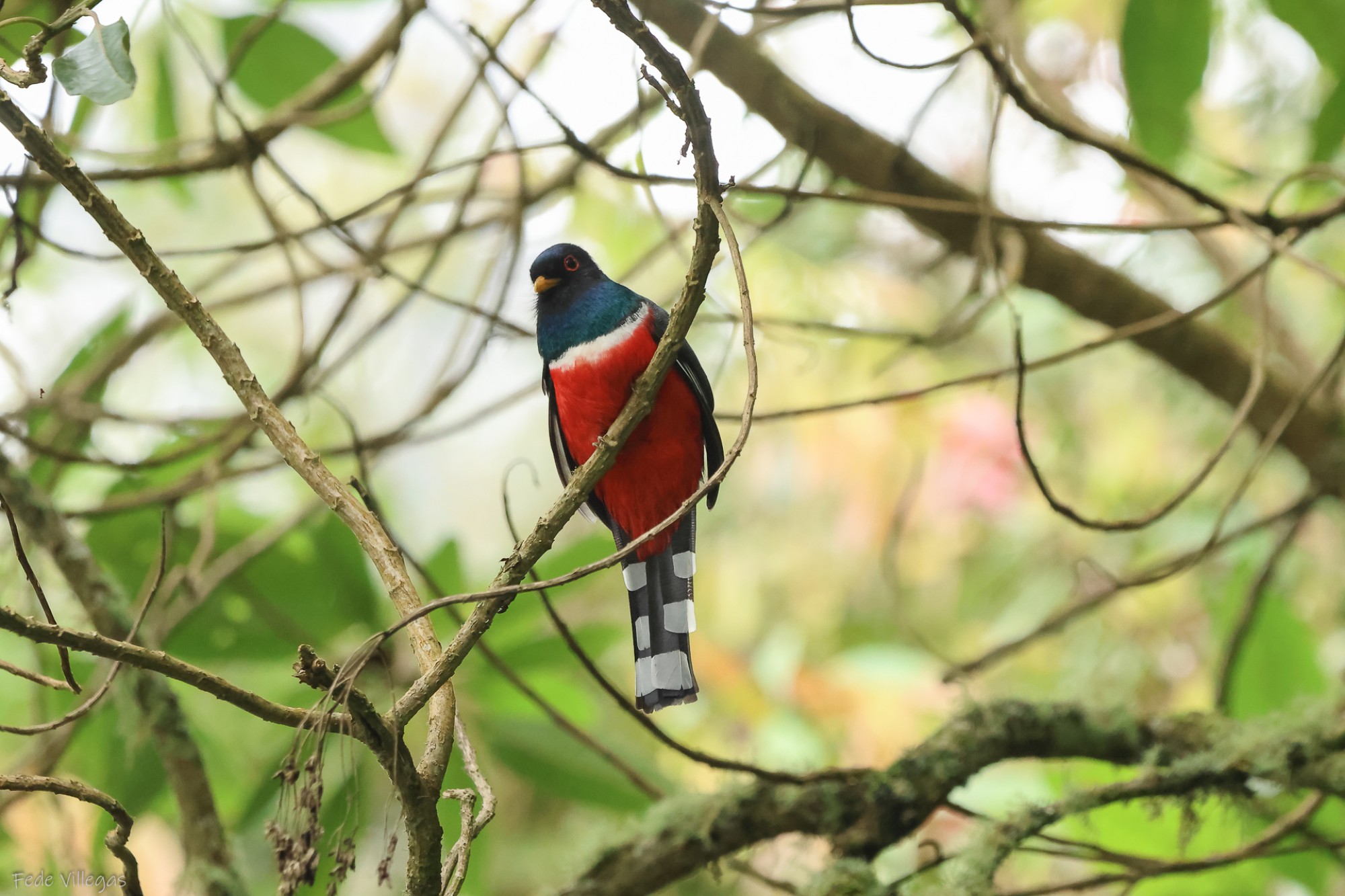 Foto Trogon Enmascarado