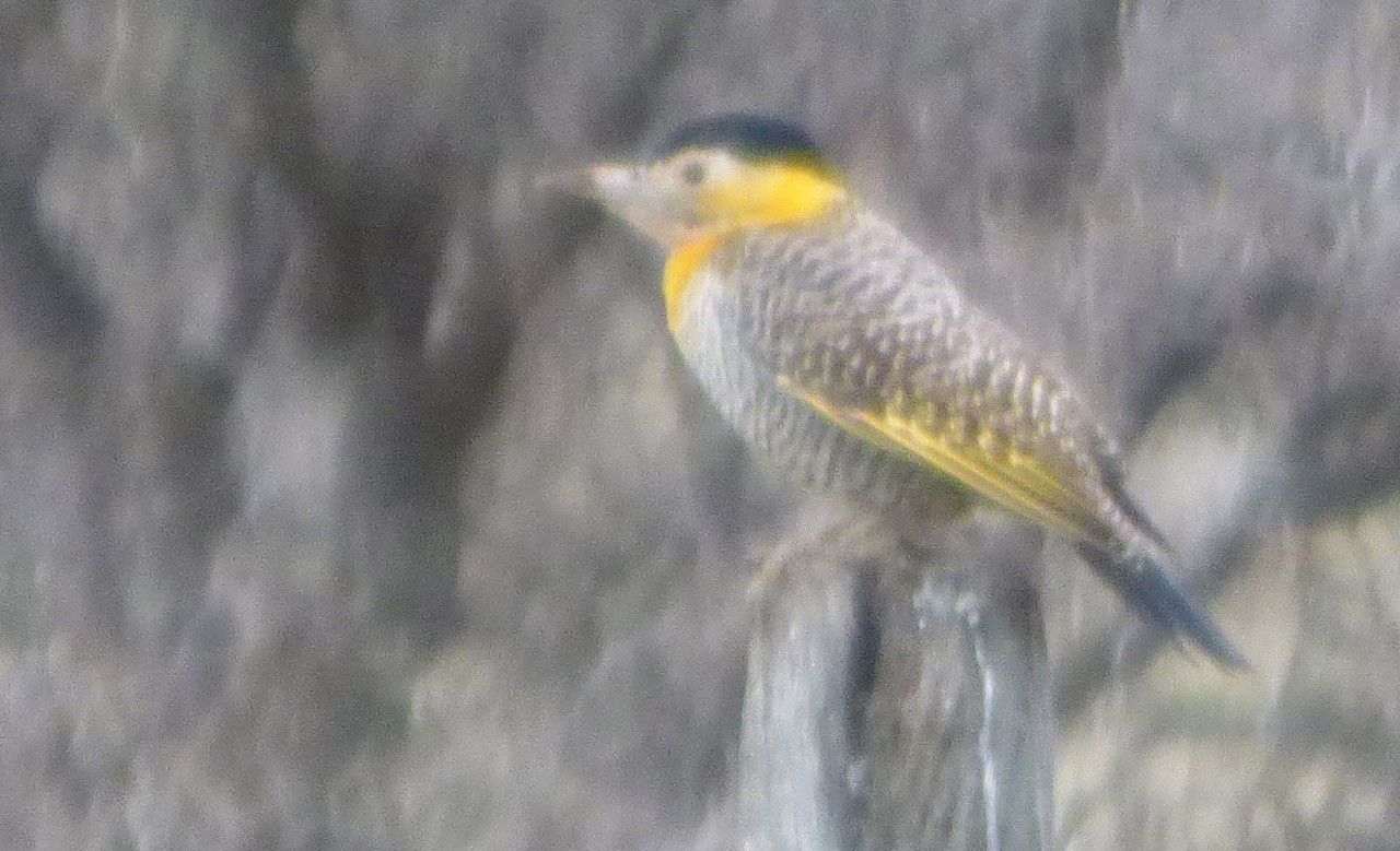 Foto Carpintero Campestre