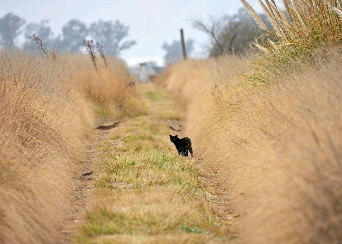 Photo Gato Montés