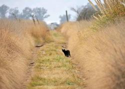 Photo Gato Montés