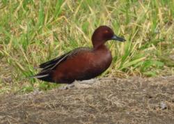 Foto Pato Colorado