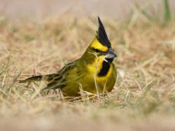 Foto Cardenal Amarillo