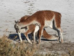 Foto Guanaco