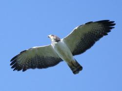 Foto Aguilucho Cola Corta