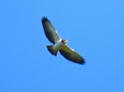 Foto Aguilucho Cola Corta