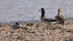 Foto Pato Overo