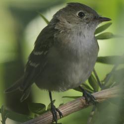 Foto Fiofío Silbón