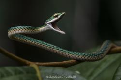 Foto Culebra Verde Áspera