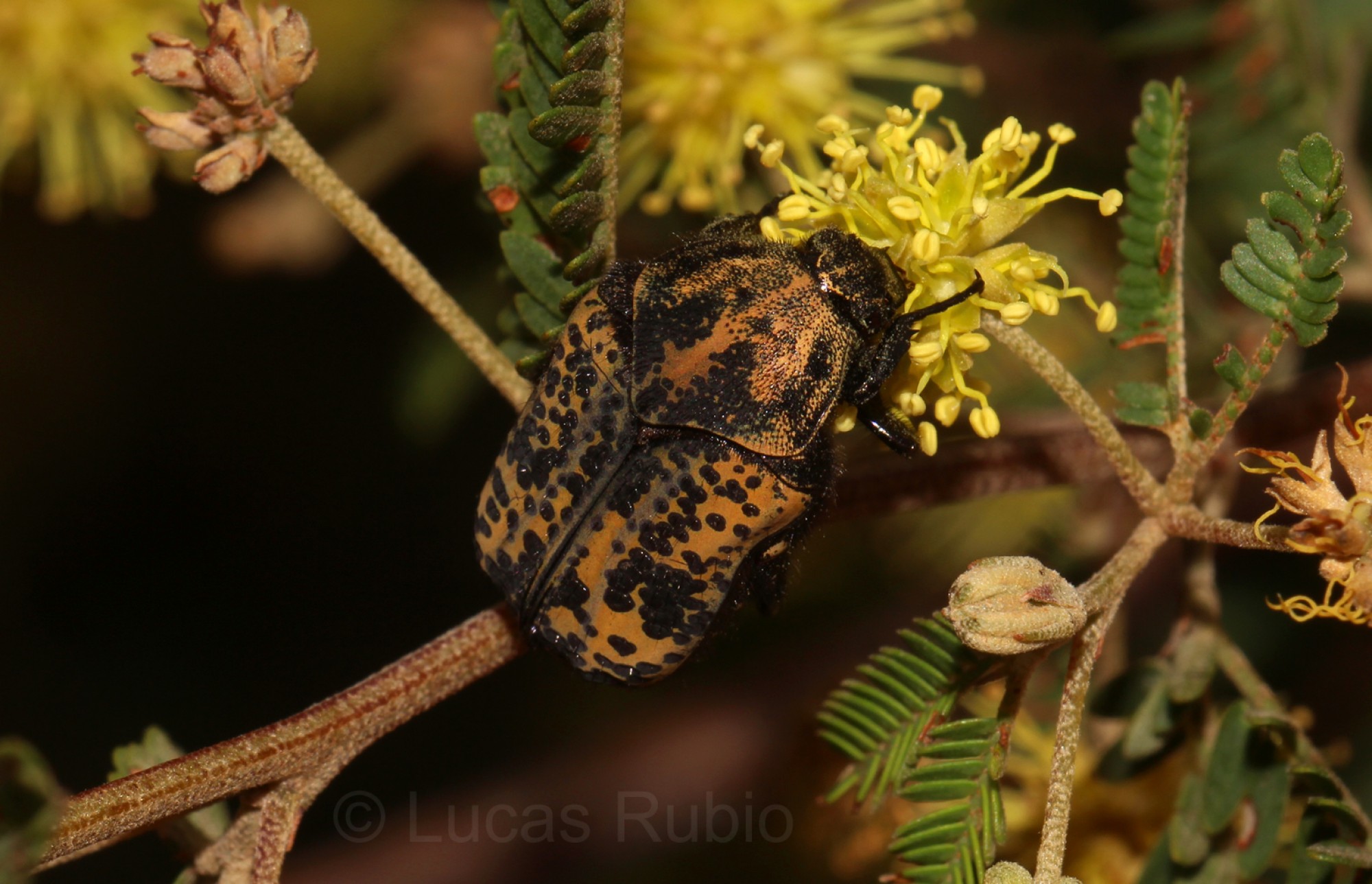 Neocorvicoana&nbsp;sp.