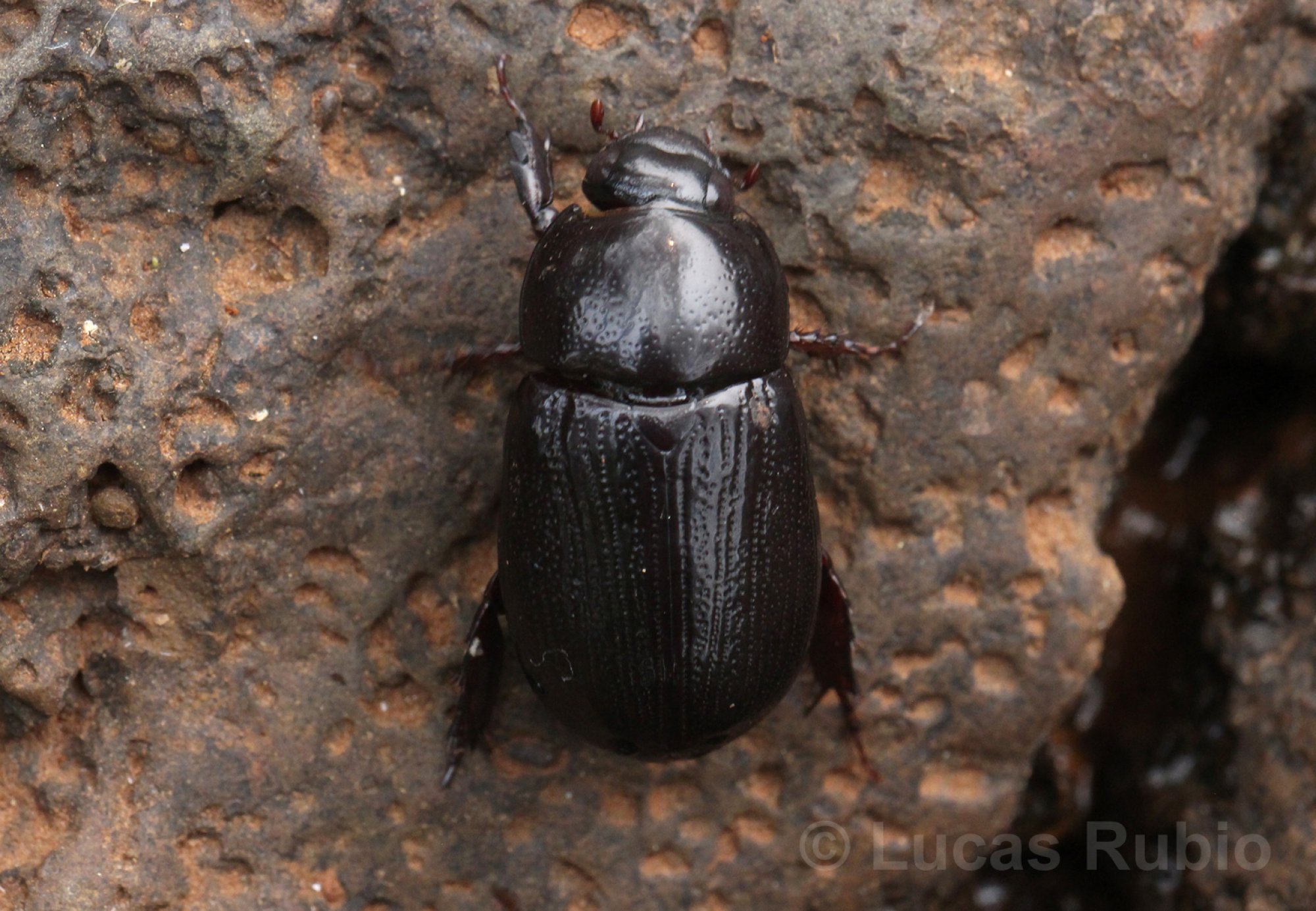 Stenocrates&nbsp;sp.