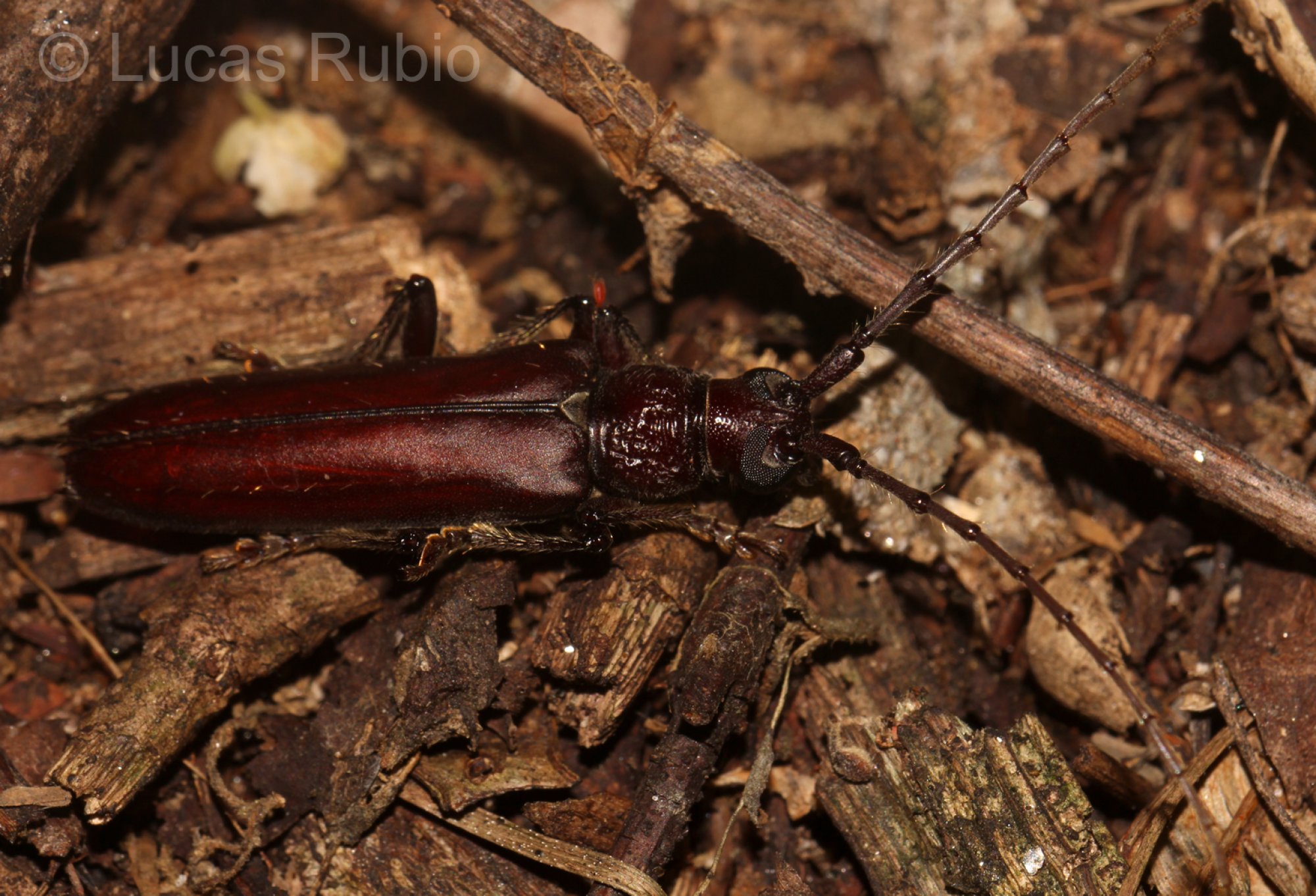 Coleoxestia&nbsp;sp.
