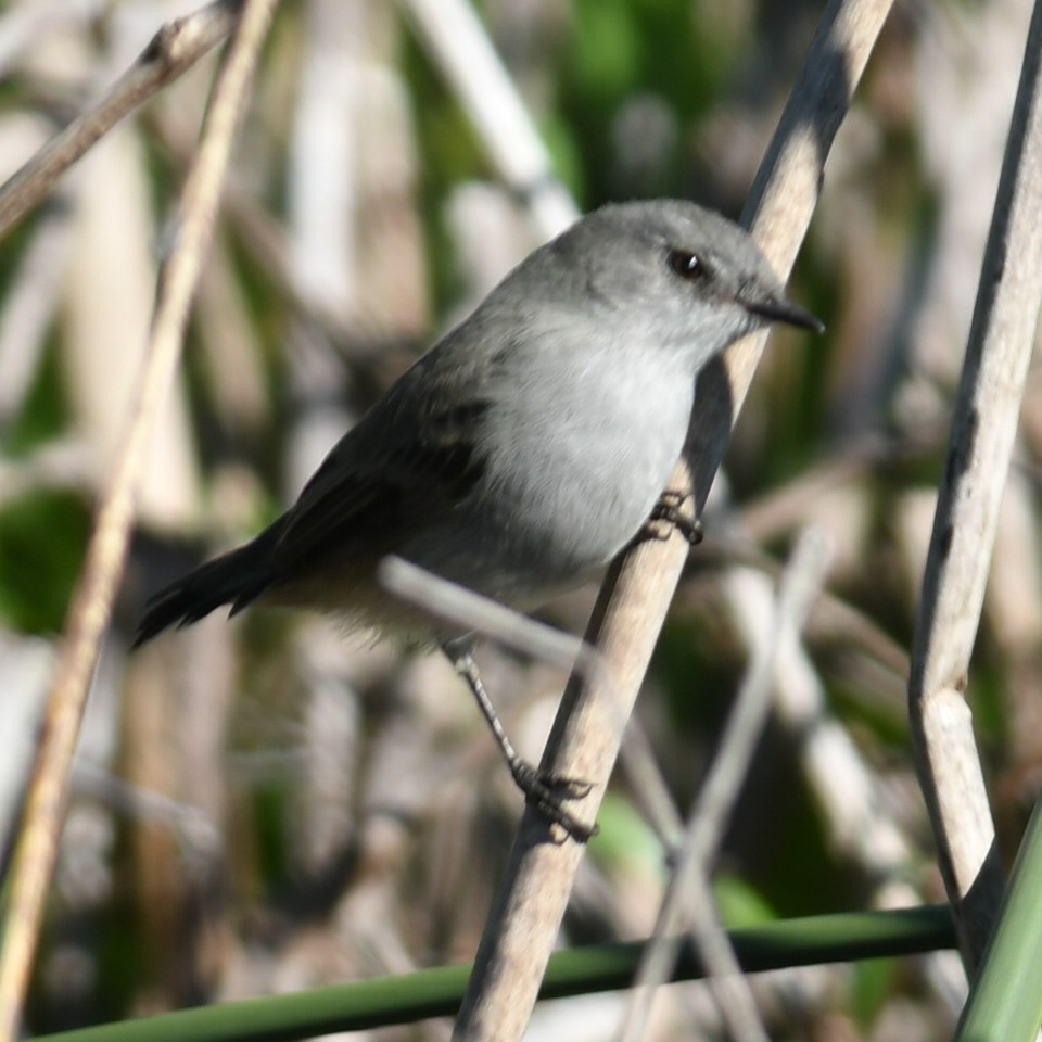 Photo Piojito Gris