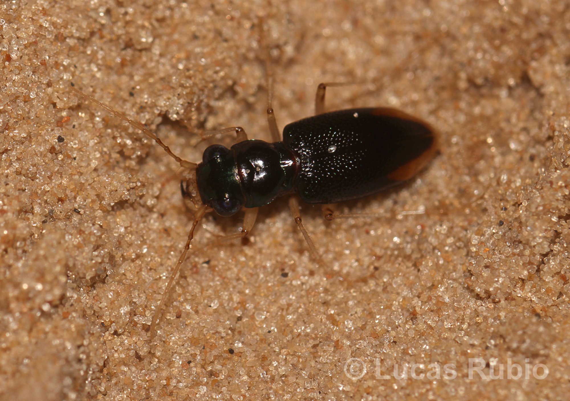 Tetracha&nbsp;distinguenda
