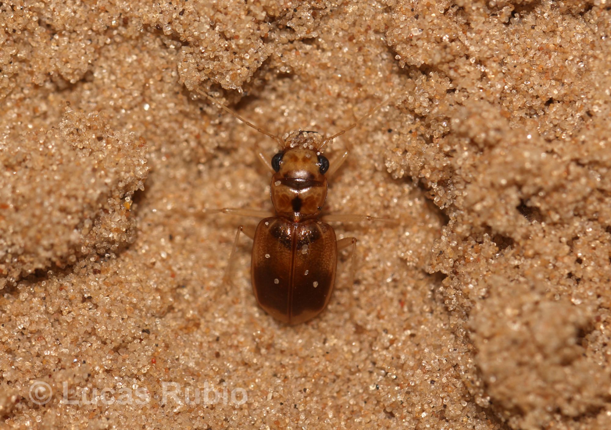 Phaeoxantha&nbsp;tremolerasi