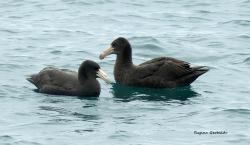Photo Petrel Gigante Subantártico