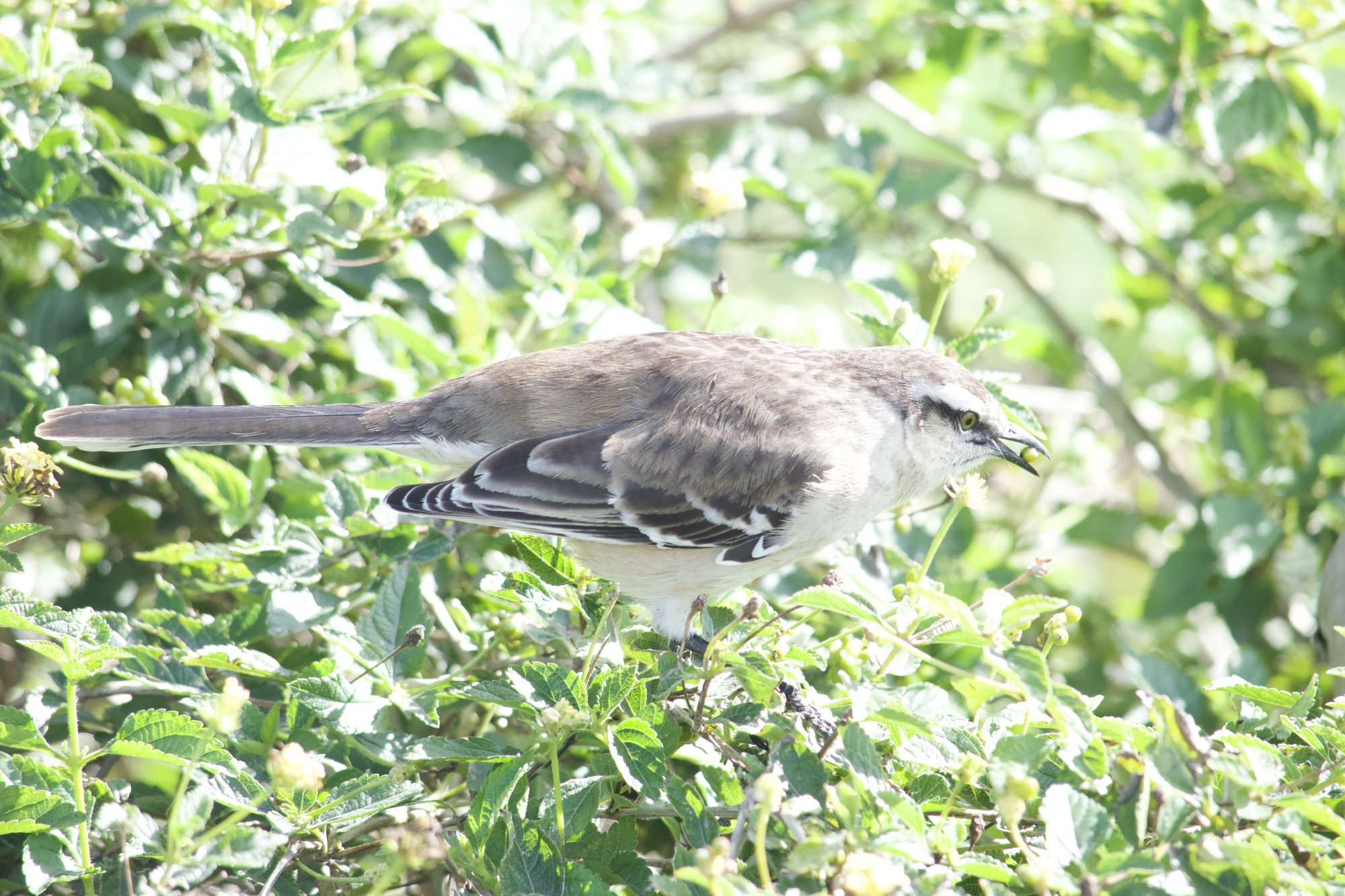 Photo Calandria Grande