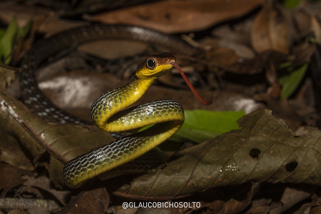 Chironius&nbsp;multiventris
