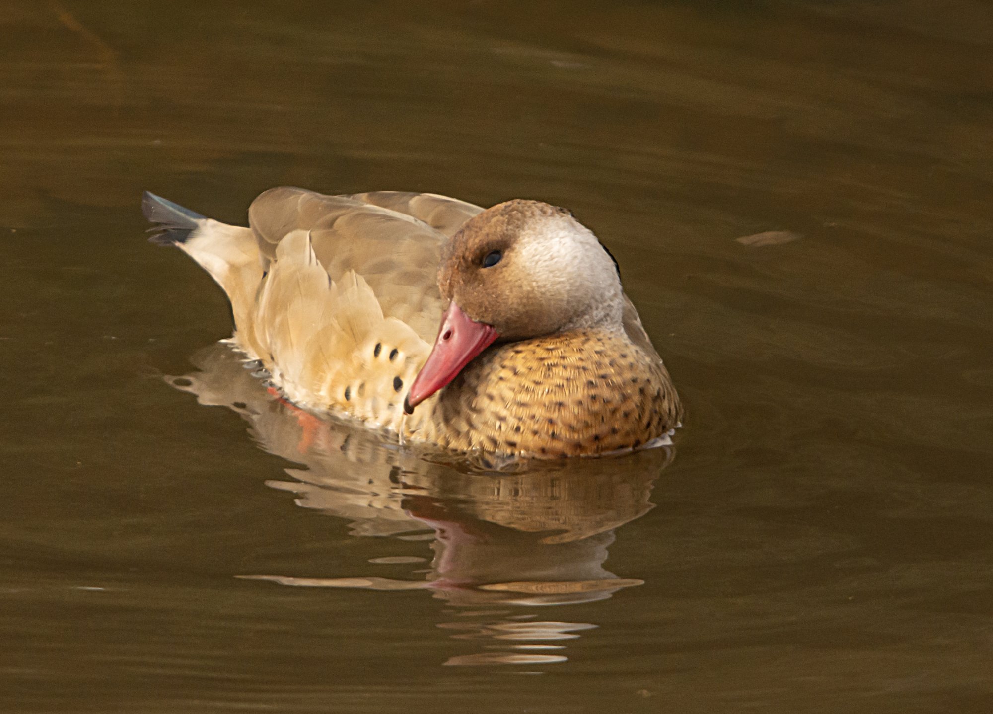 Foto Pato Cutirí