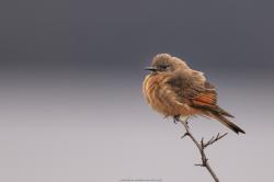 Photo Birro Común
