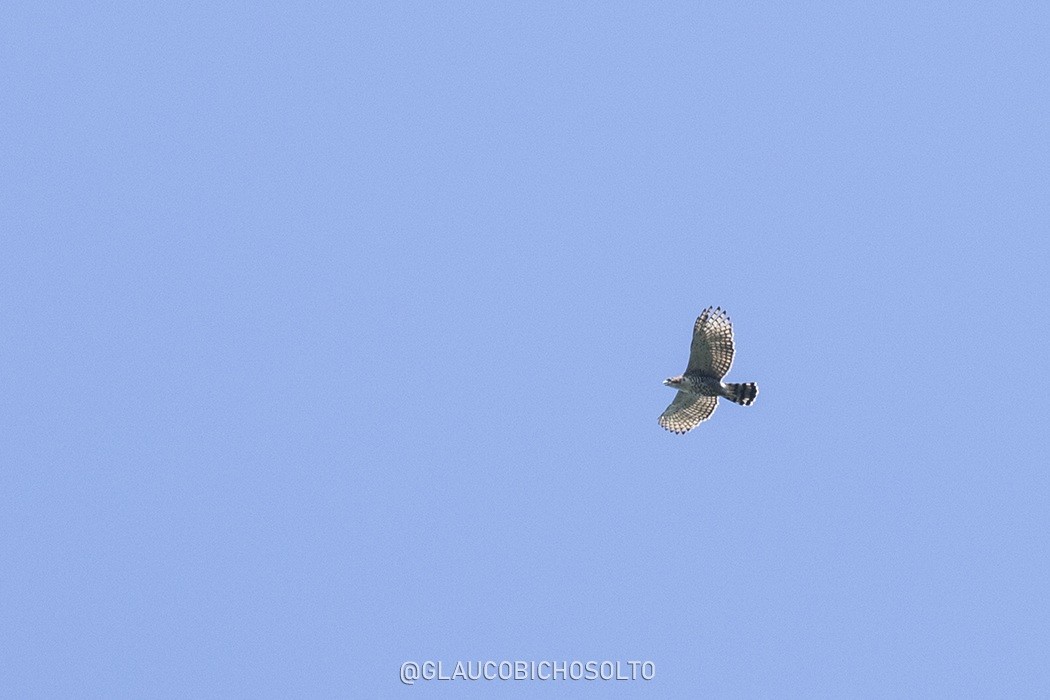 Photo Águila Crestuda Real