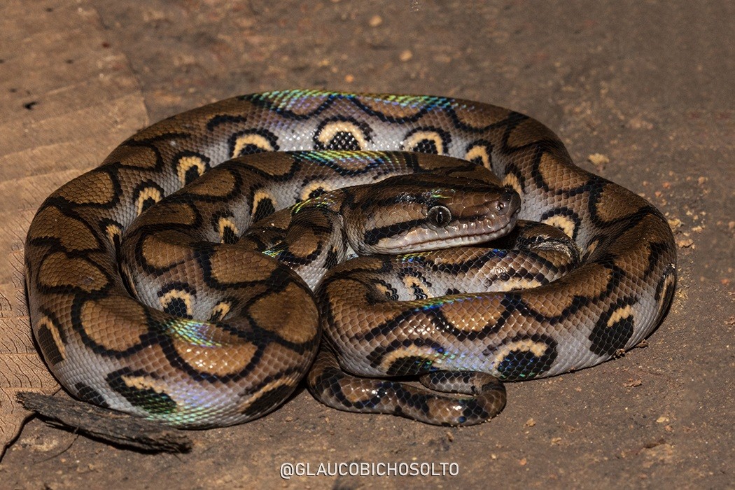 Epicrates&nbsp;cenchria