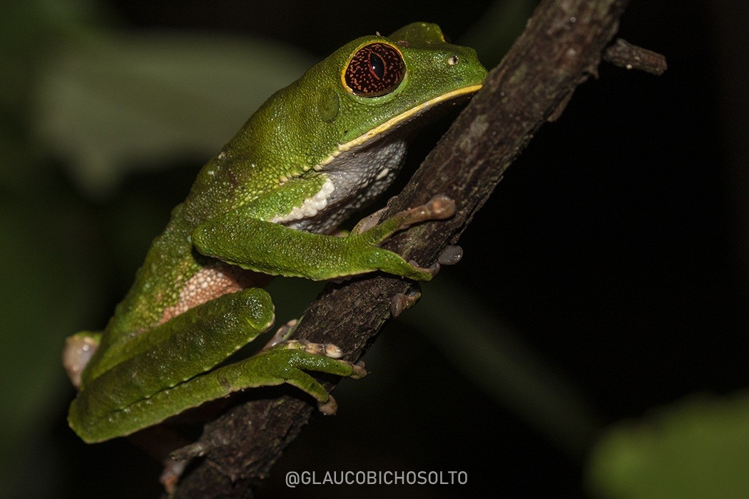 Phyllomedusa&nbsp;tarsius
