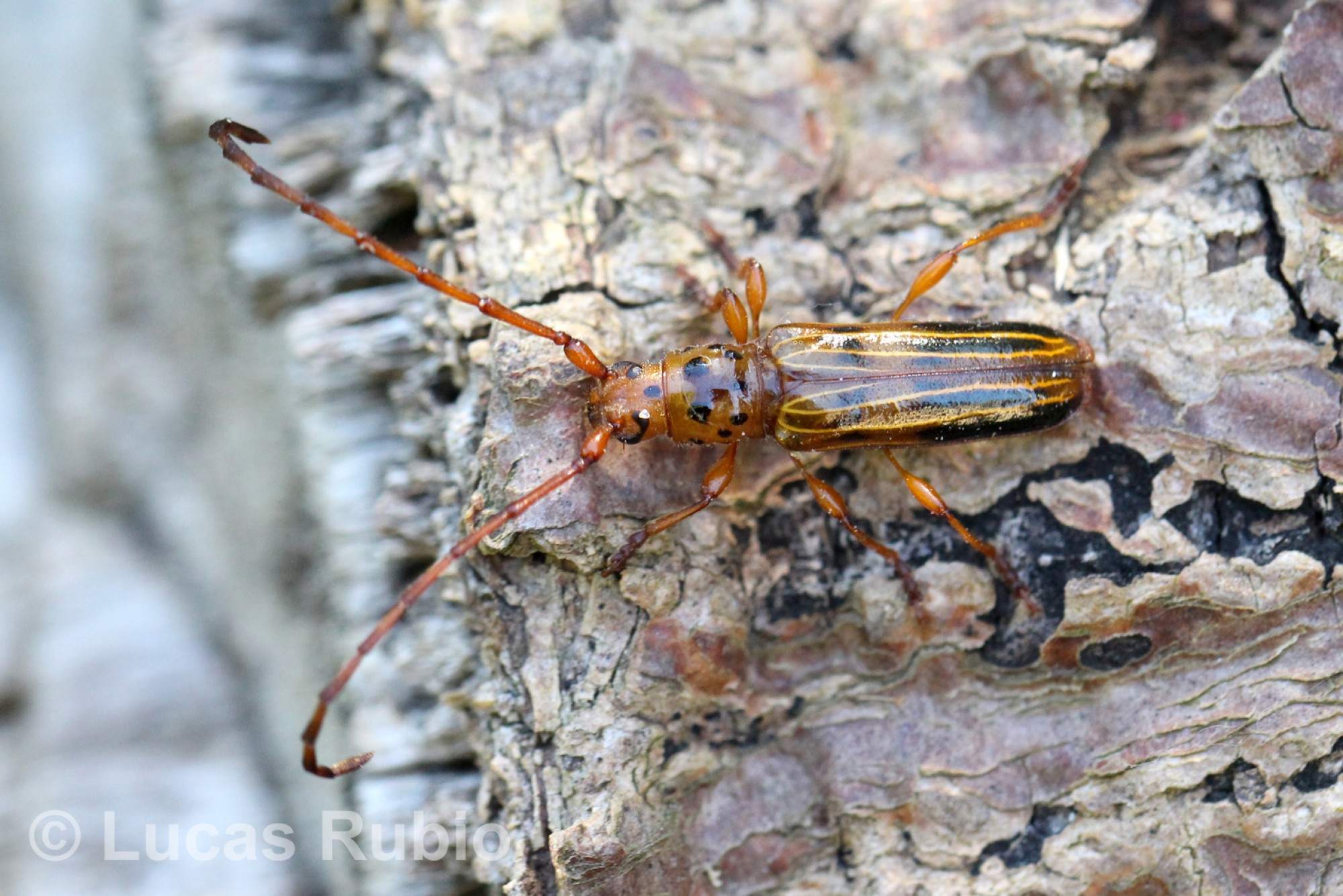 Trachelissa&nbsp;maculicollis