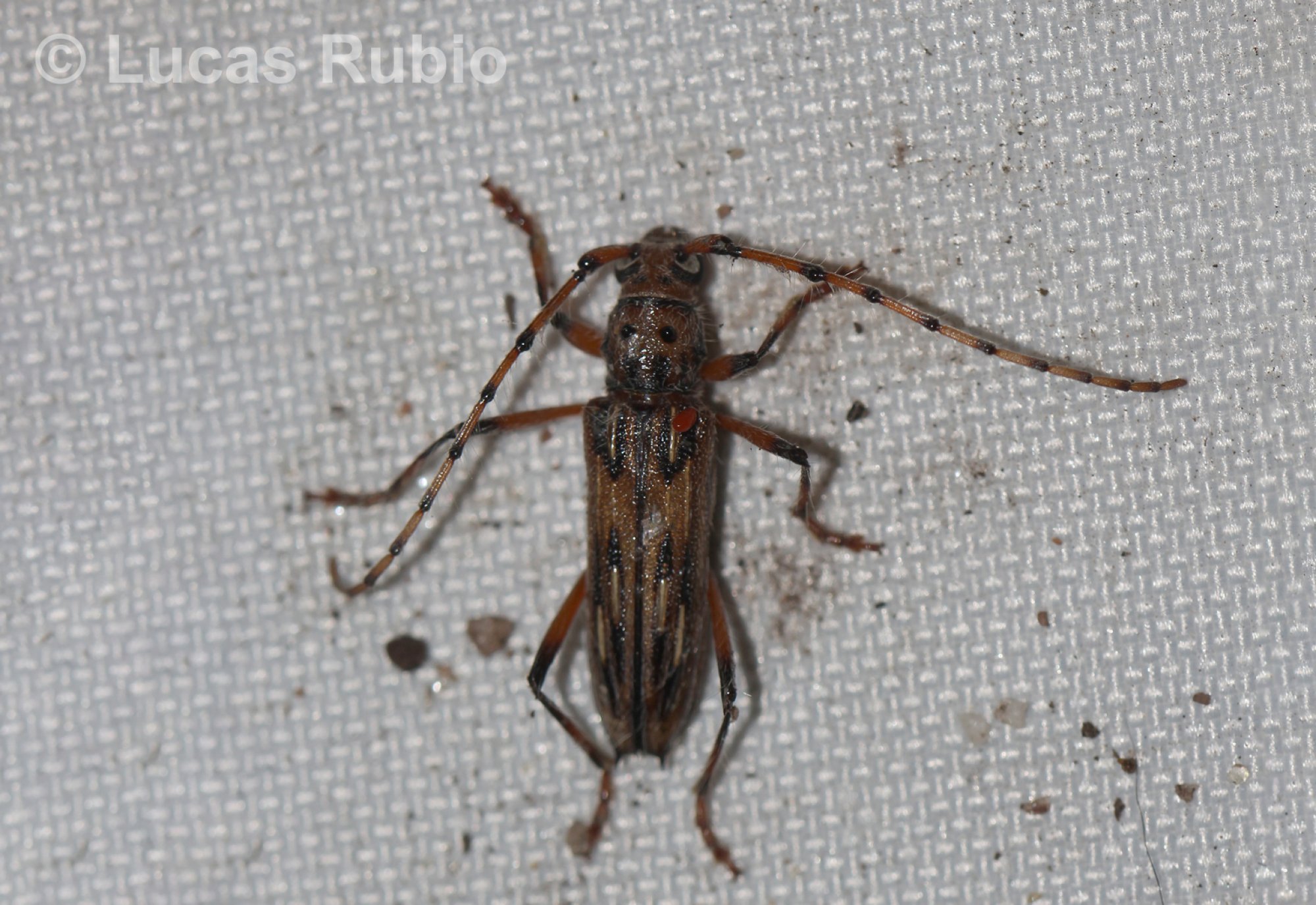 Eburodacrys&nbsp;crassimana