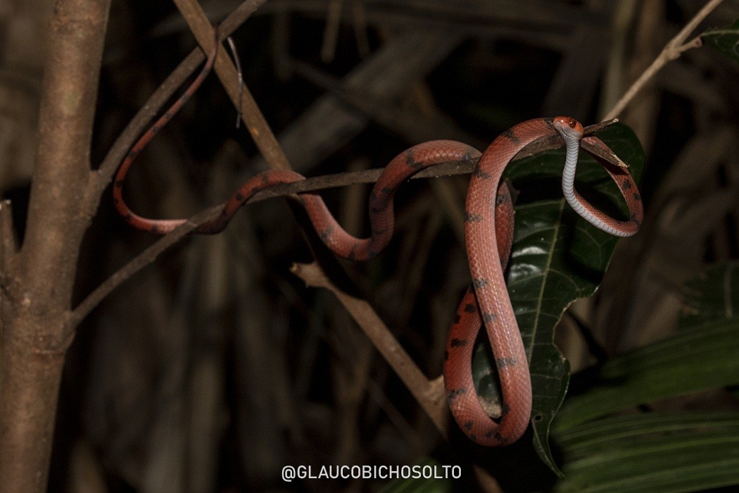 Siphlophis&nbsp;compressus