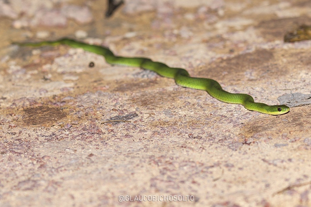 Erythrolamprus&nbsp;typhlus