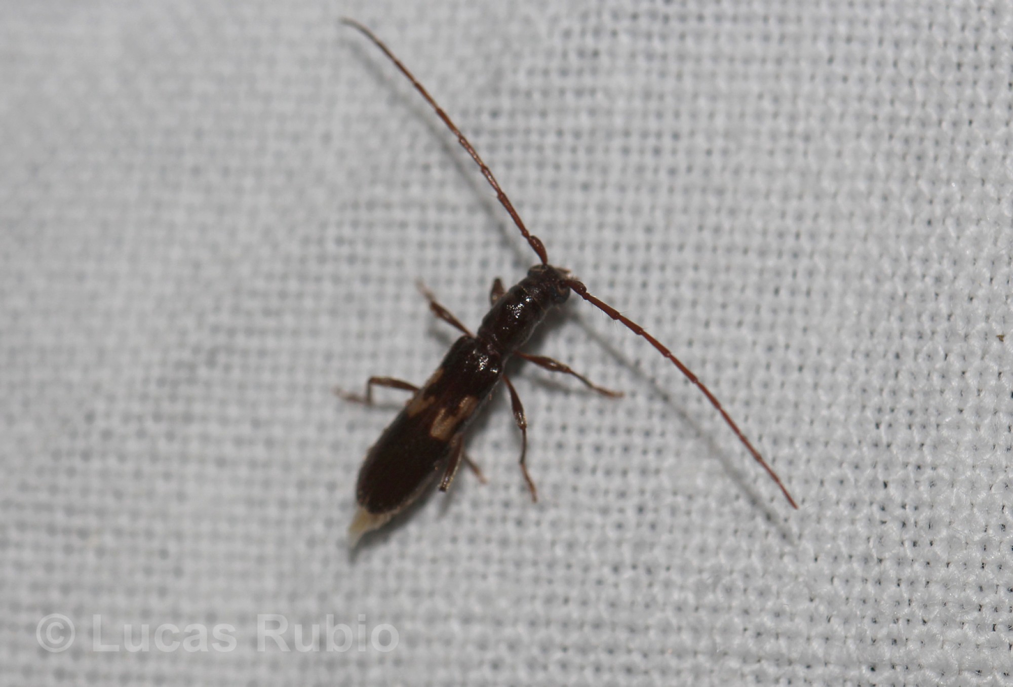 Heterachthes&nbsp;tenellus