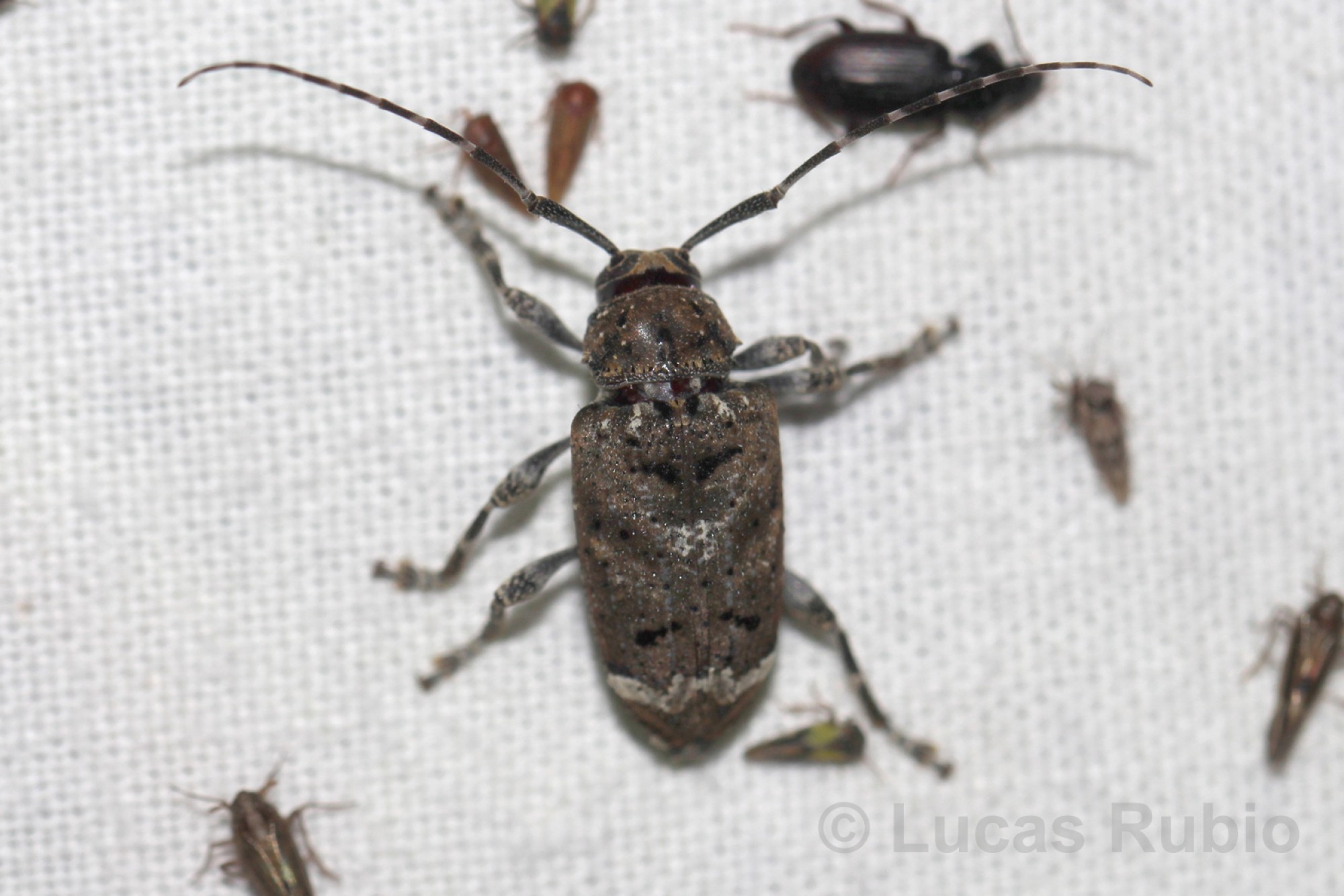 Trypanidius&nbsp;proximus