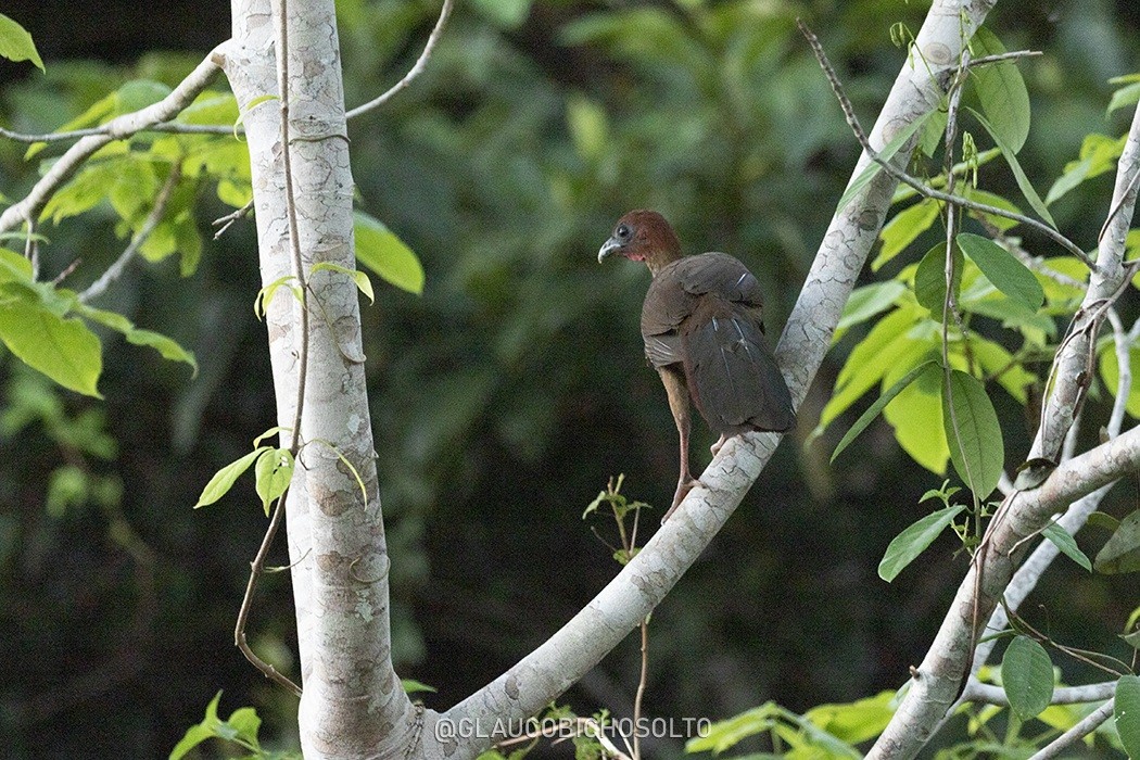Photo Chachalaca Motmot