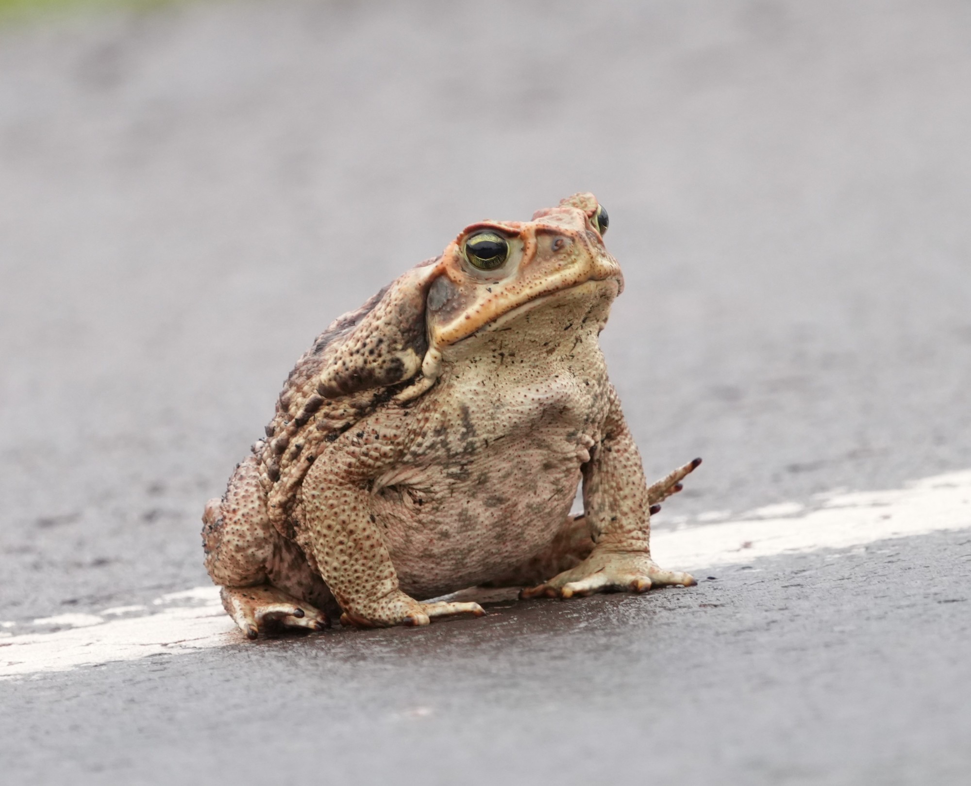 Rhinella&nbsp;diptycha