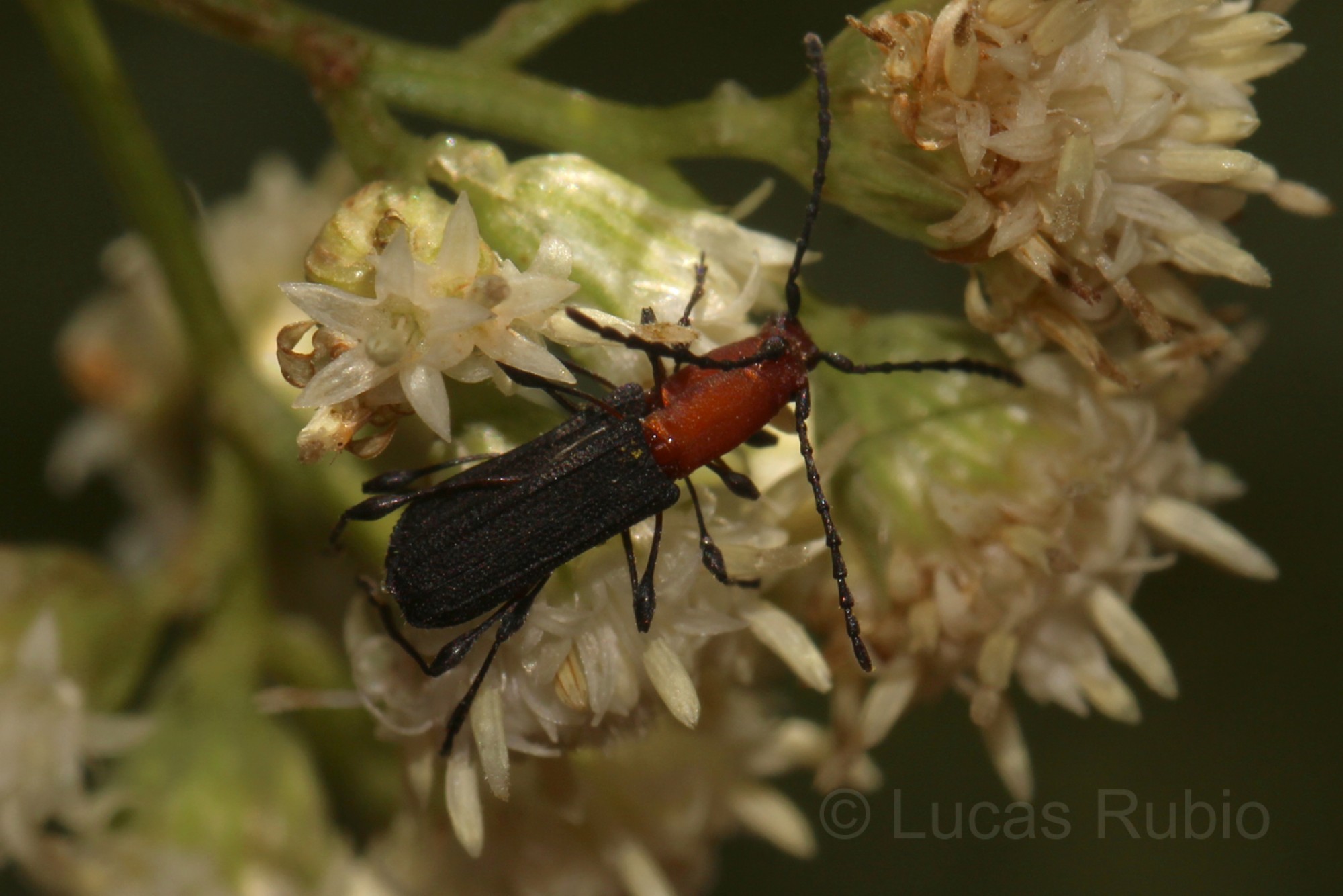Dihammaphora&nbsp;bruchi