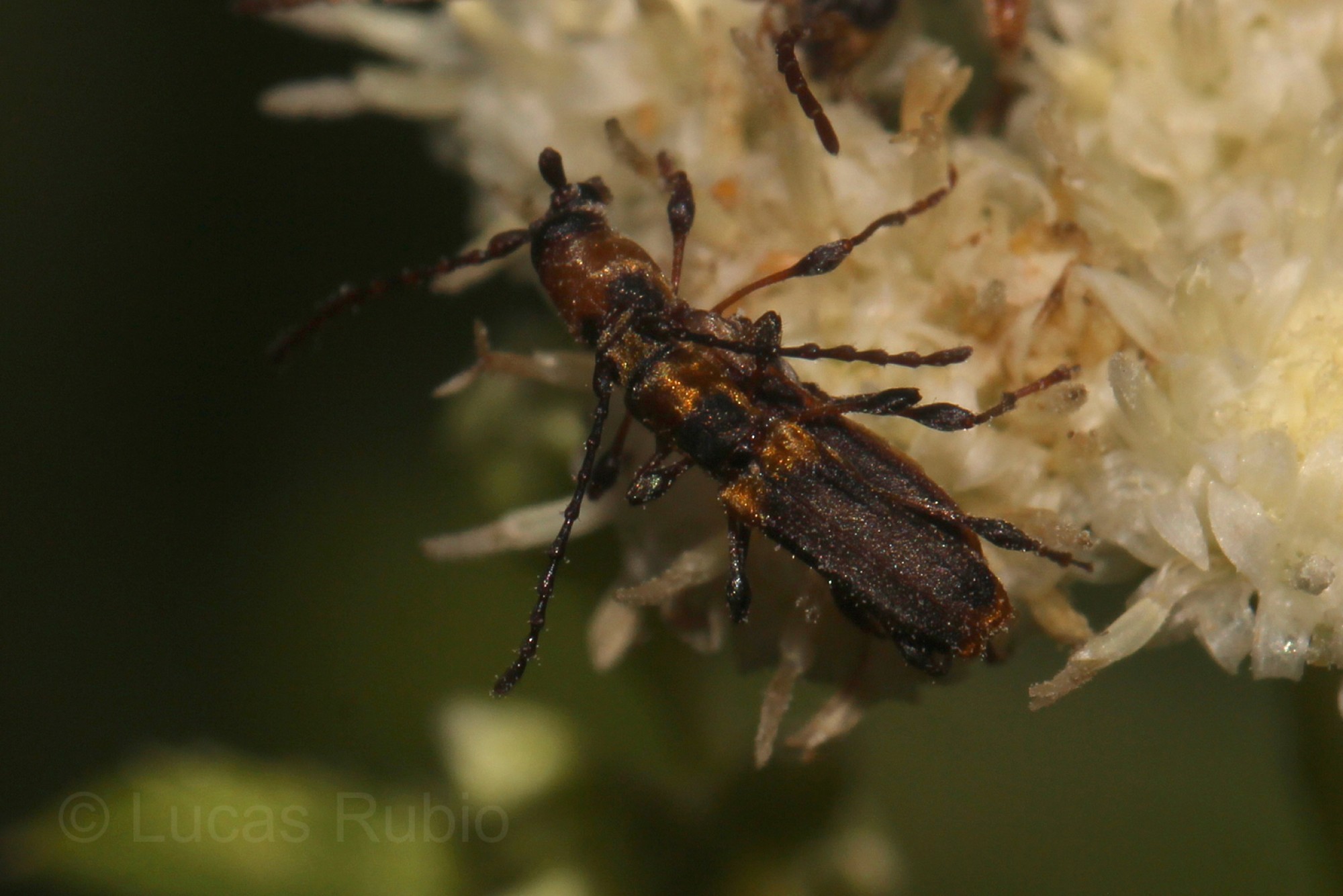Dihammaphora&nbsp;auratopilosa